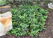 Creeping Mahonia