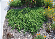Prostrate Creeping Juniper