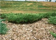 Plumosa Creeping Juniper