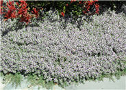 Thymus pseudolanuginosus