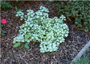 Lamium maculatum 'Beacon Silver '
