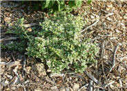 Euonymus fortunei 'Emerald Gaiety'