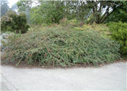 Cotoneaster horizontalis