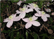 Pink Anemone Clematis