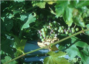 Vitis vinifera 'Flame Seedless'