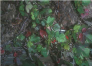 European Grapevine