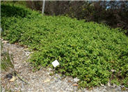 Lonicera japonica
