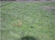 Junegrass