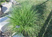 Fountain Grass