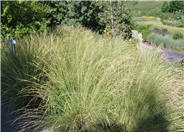 Switch Grass