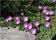 Purple Ice Plant