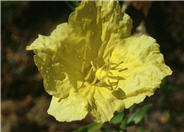 Western Sundrops