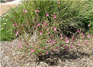 Poppy Mallow