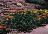 Asclepias tuberosa
