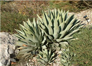 Agave parryi
