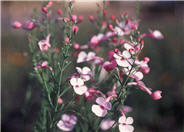 Penstemon ambiguus