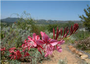 Siskiyou Pink Gaura