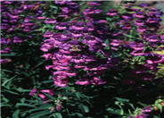 Penstemon strictus