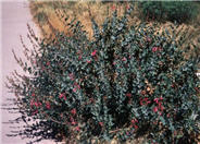 Penstemon pseudospectabilis