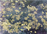 Achillea millefolium 'Calistoga'