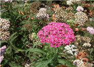 Cerise Queen Yarrow