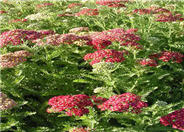 Achillea millefolium 'Paprika'