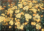Achillea millefolium 'Terra Cotta'