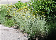 Coronation Gold Yarrow