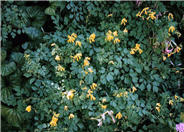 Corydalis lutea