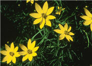 Coreopsis verticillata