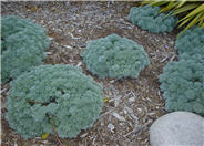 Silvermound Artemisia
