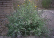 Amorpha canescens