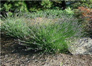 Lavandula angustifolia