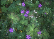 Sticky Geranium
