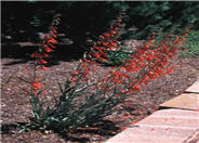 Penstemon barbatus