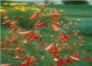 Prairie Dusk Beardtongue