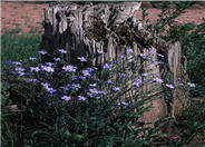 Blue Flax, Prairie Flower