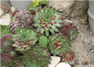 Sempervivum tectorum