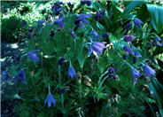 Pulsatilla vulgaris