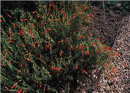 Penstemon pinifolius
