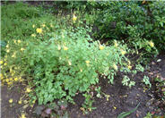 Golden Spur Columbine
