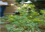 Aquilegia chrysantha 'Yellow Queen'