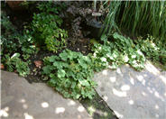 Alchemilla mollis