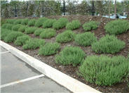 Teucrium chamaedrys