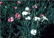 Cheddar Pink