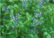 Blue False Indigo