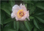 Peony