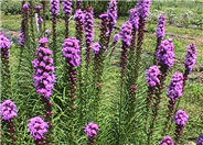 Liatris spicata 'Kobold'