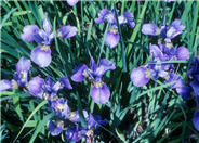 Siberian Iris