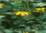 Rudbeckia nitida 'Herbstonne'